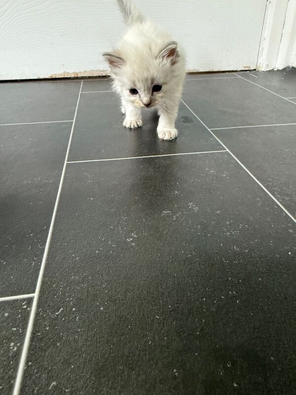 Beautiful Ragdoll Kittens - Image 9 of 11