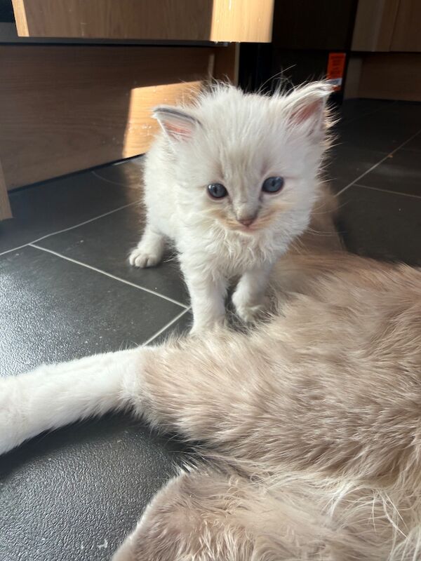 Beautiful Ragdoll Kittens - Image 10 of 11