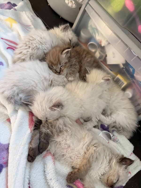 Beautiful Ragdoll Kittens - Image 11 of 11