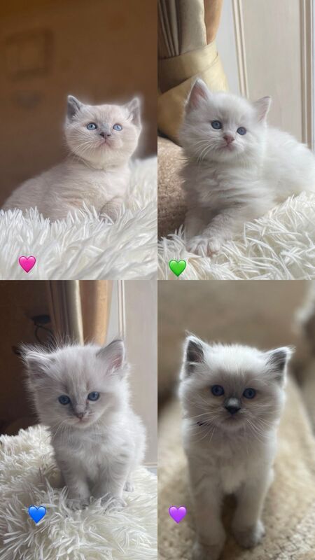 Beautiful Ragdoll Kittens