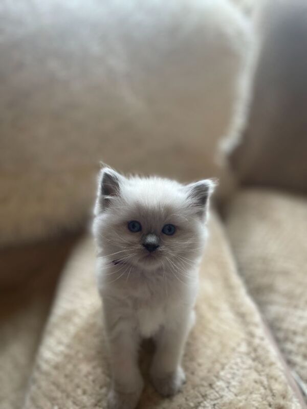 Beautiful Ragdoll Kittens - Image 2 of 9