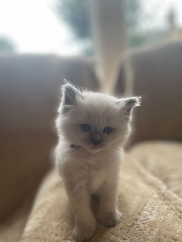 Beautiful Ragdoll Kittens - Image 3 of 9