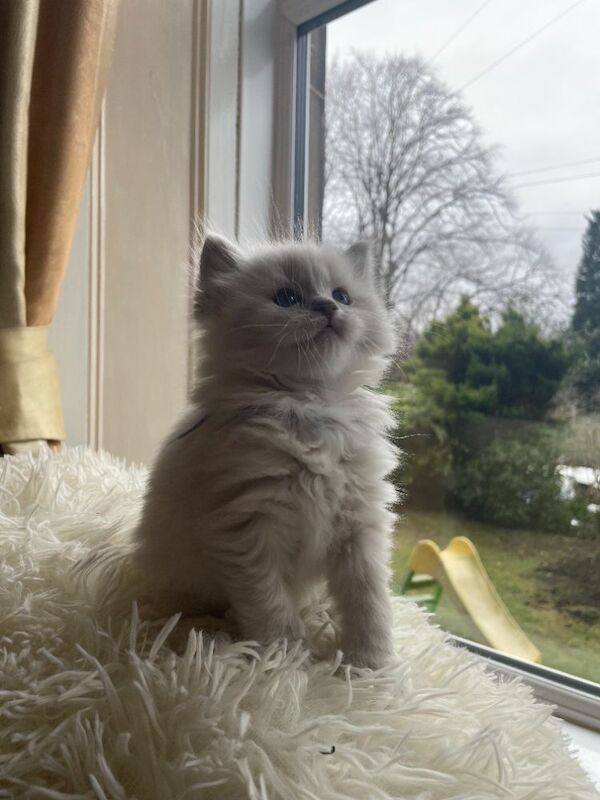 Beautiful Ragdoll Kittens - Image 4 of 9