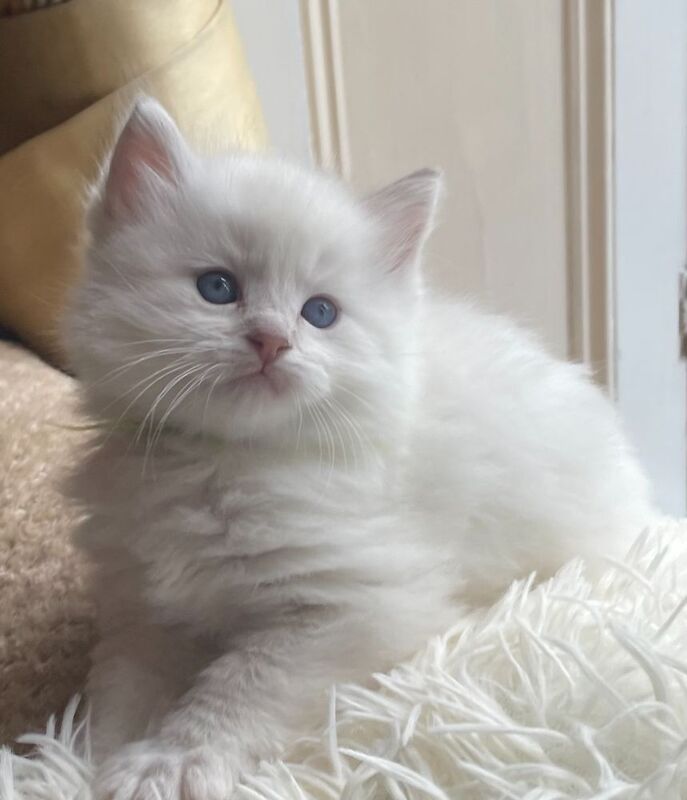 Beautiful Ragdoll Kittens - Image 5 of 9