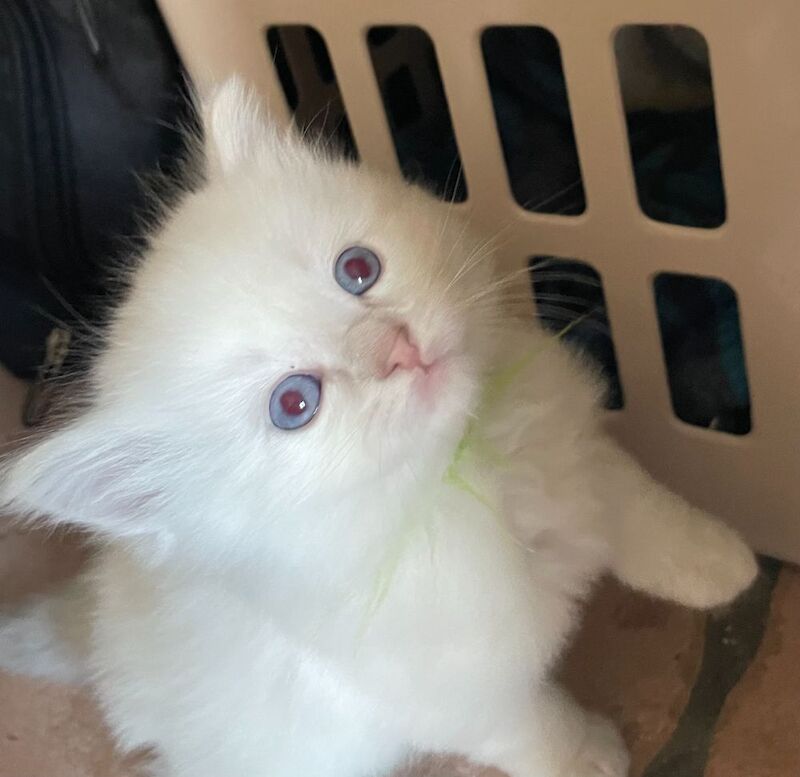 Beautiful Ragdoll Kittens - Image 6 of 9