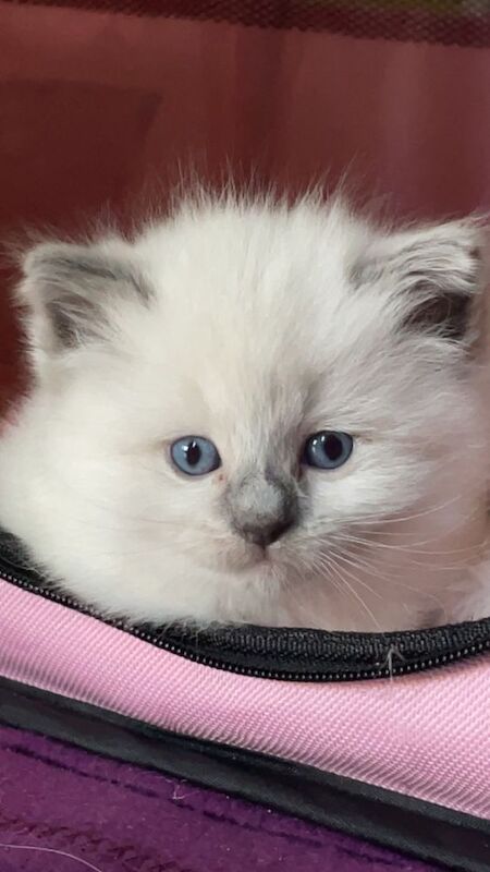 Beautiful Ragdoll Kittens - Image 7 of 9