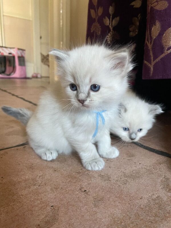 Beautiful Ragdoll Kittens - Image 8 of 9