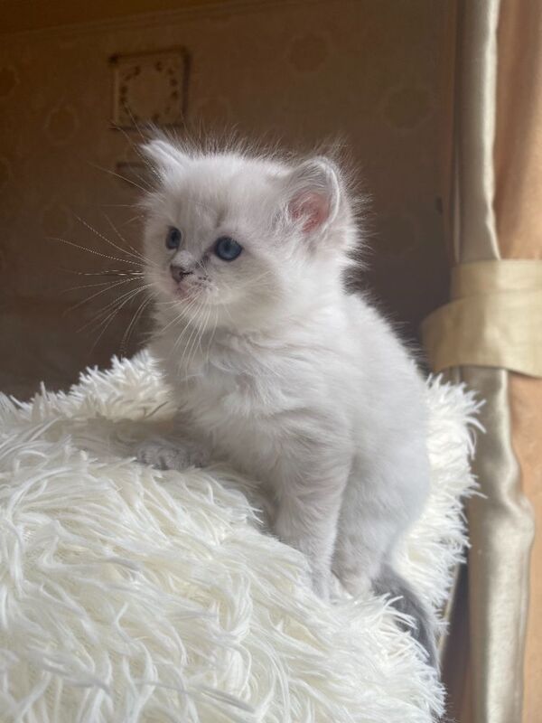 Beautiful Ragdoll Kittens - Image 9 of 9