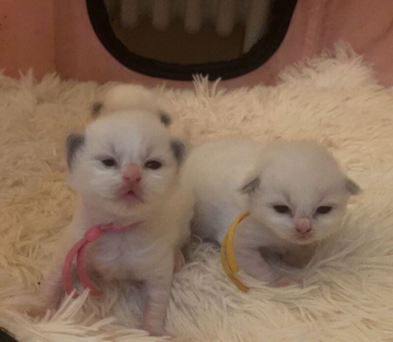 Beautiful Ragdoll Kittens