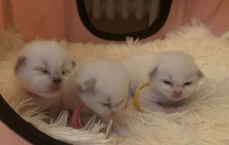 Beautiful Ragdoll Kittens - Image 2 of 5