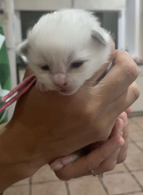 Beautiful Ragdoll Kittens - Image 3 of 5