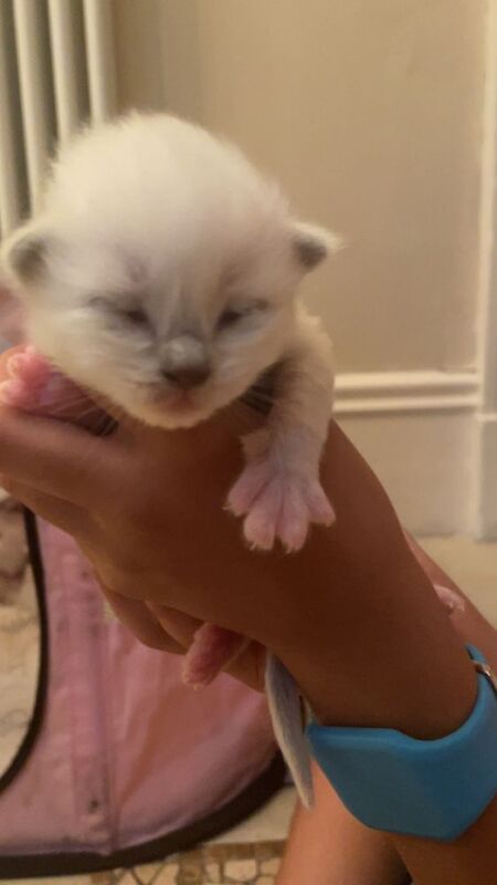 Beautiful Ragdoll Kittens - Image 4 of 5