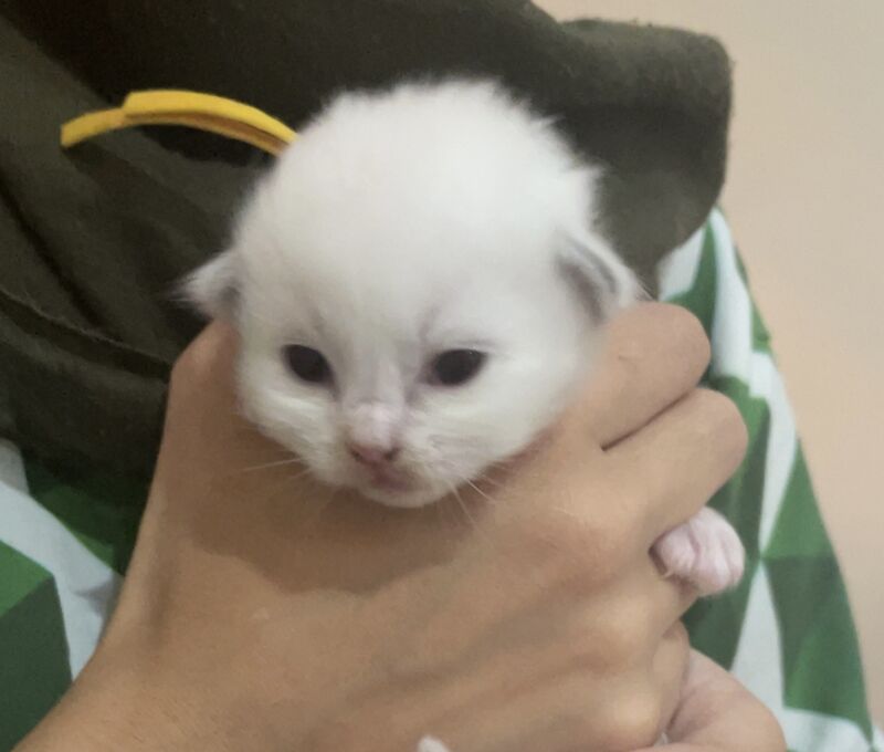 Beautiful Ragdoll Kittens - Image 5 of 5