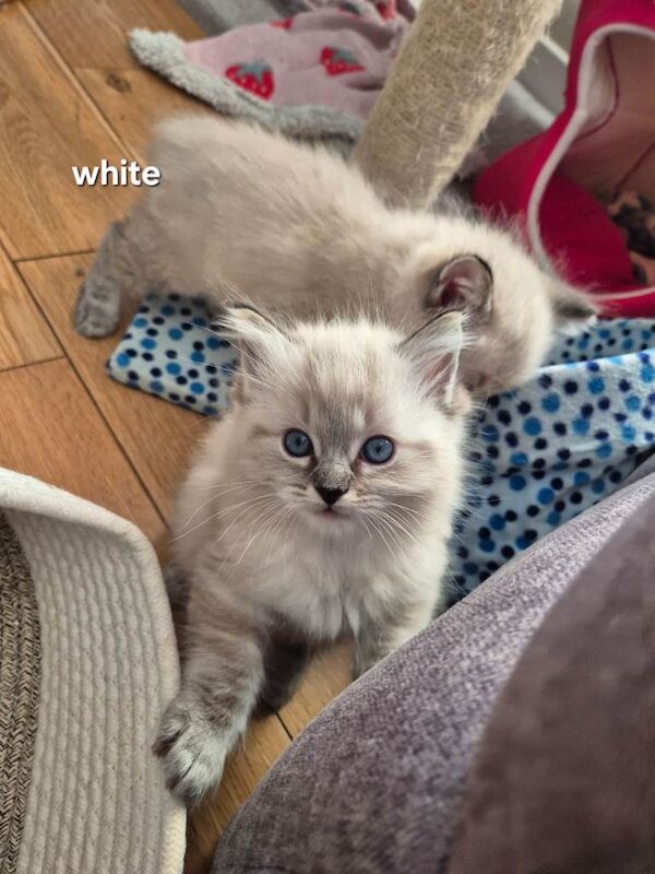 Ragdoll kittens for sale in Linwood, Renfrewshire – 7 weeks old