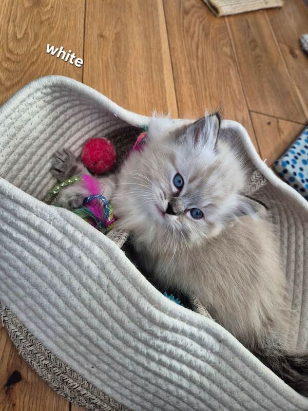 Ragdoll kittens for sale in Linwood, Renfrewshire β 7 weeks old - Image 2 of 3