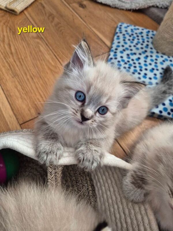 Ragdoll kittens for sale in Linwood, Renfrewshire β 7 weeks old - Image 3 of 3