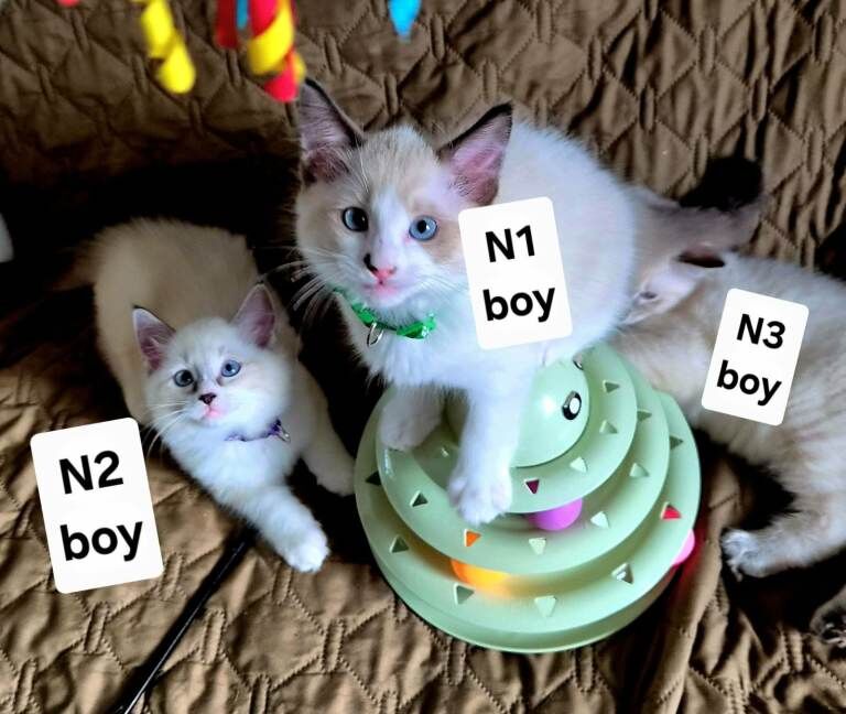 Ragdoll kittens for sale in Chiswick, Greater London – 11 weeks old