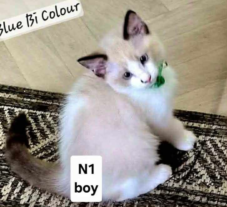 Beautiful Ragdoll Kittens Available - Image 2 of 5