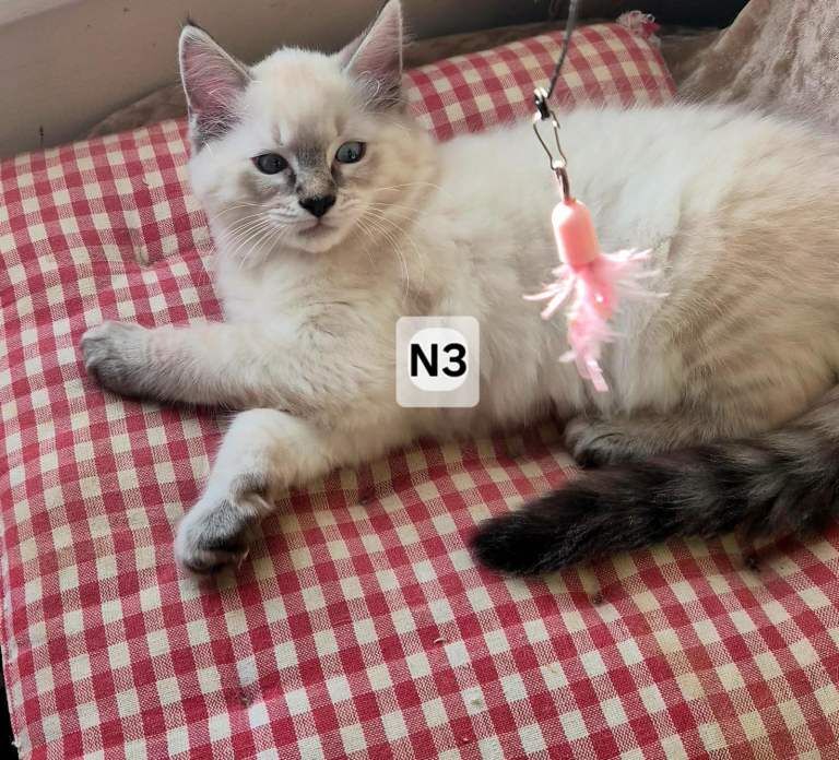 Beautiful Ragdoll Kittens Available - Image 3 of 5