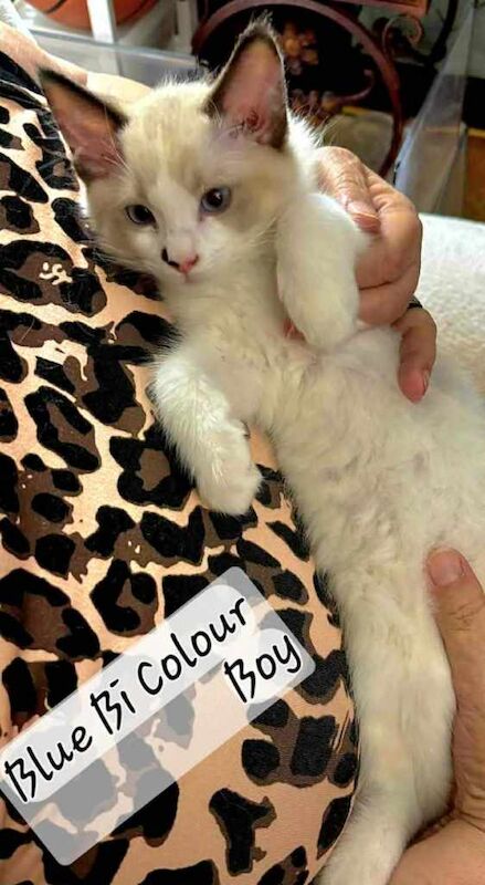 Beautiful Ragdoll Kittens Available - Image 4 of 5