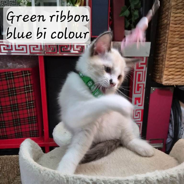 Beautiful Ragdoll Kittens Available - Image 5 of 5
