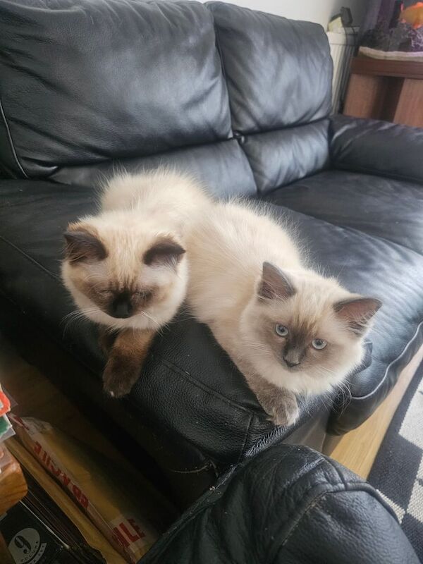 Ragdoll kittens for sale in Sidcup, Greater London – 3 months old