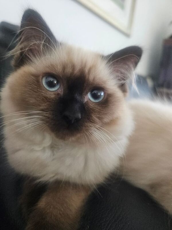 Ragdoll kittens for sale in Sidcup, Greater London – 3 months old - Image 2 of 3