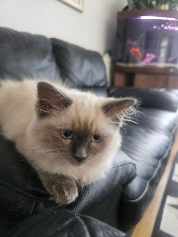 Ragdoll kittens for sale in Sidcup, Greater London – 3 months old - Image 3 of 3