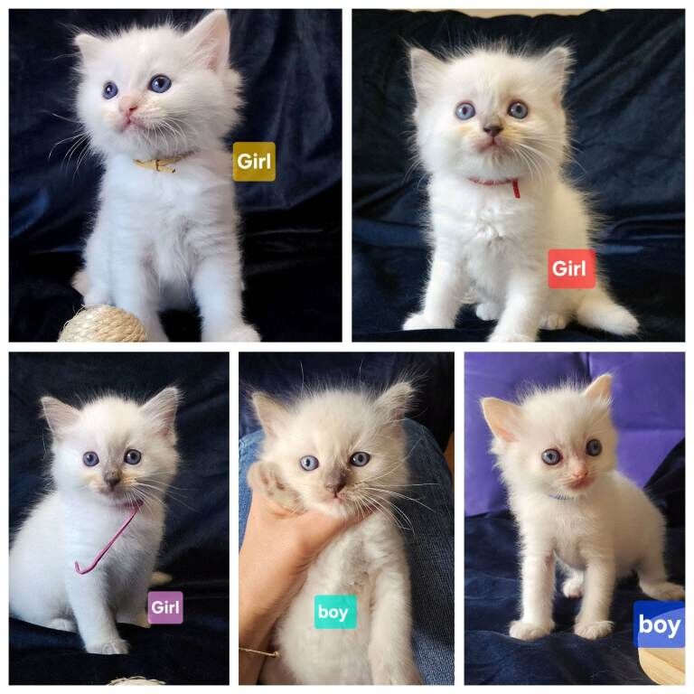 Beautiful ragdoll kittens for loving homes