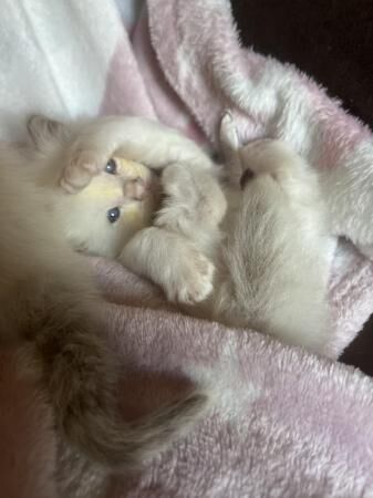Beautiful Ragdoll kittens for reservation for sale in Eastwood, Nottinghamshire