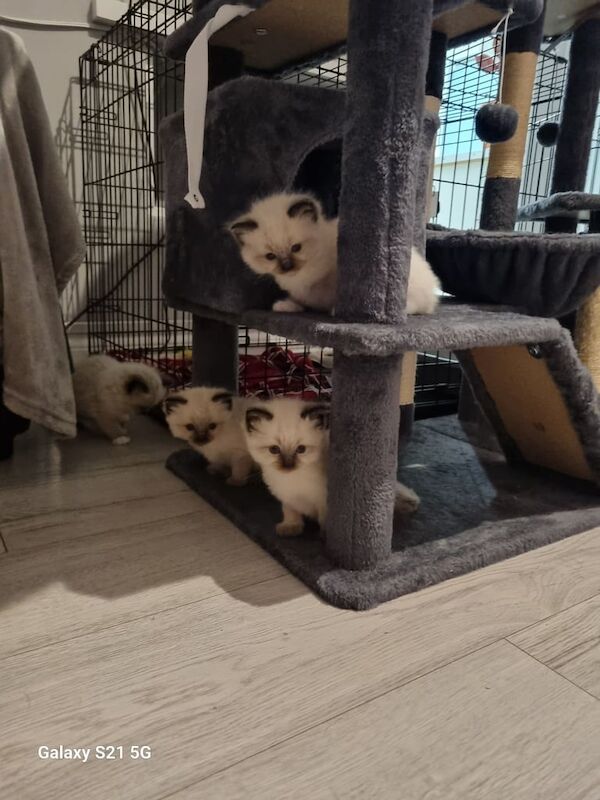 Ragdoll kittens for sale in Kemsing, Kent – 10 weeks old