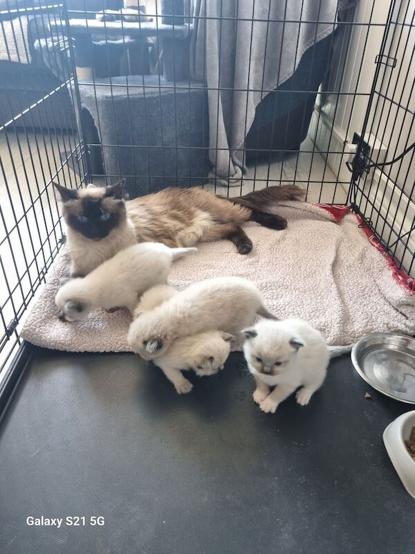 Ragdoll kittens for sale in Kemsing, Kent – 10 weeks old - Image 2 of 3