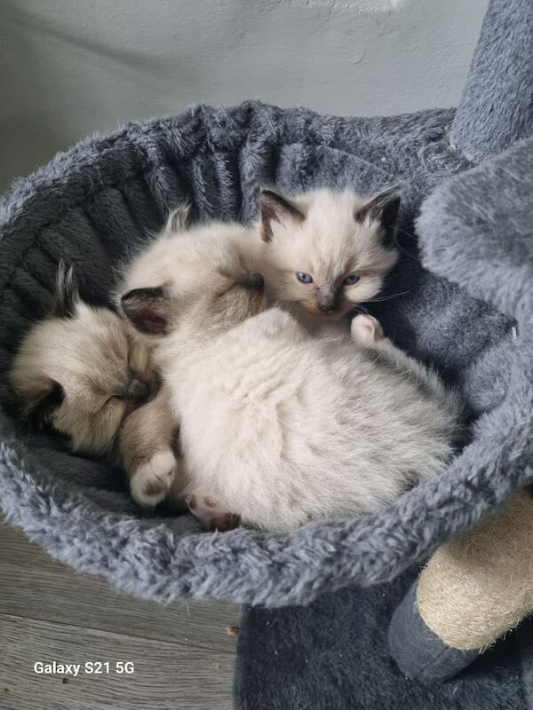 Ragdoll kittens for sale in Kemsing, Kent – 10 weeks old - Image 3 of 3