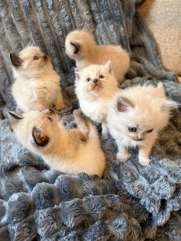 Ragdoll kittens for sale in Newcastle upon Tyne, Tyne and Wear – 7 weeks old