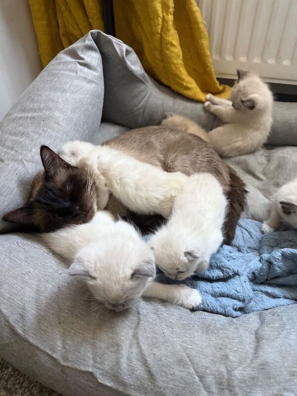 Ragdoll Kittens For Sale
