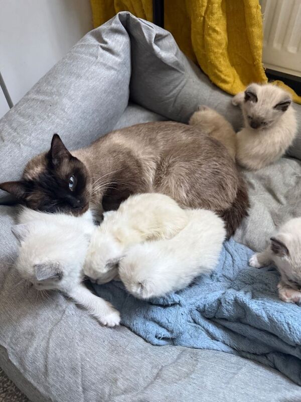 Beautiful ragdoll kittens for sale - Image 2 of 3