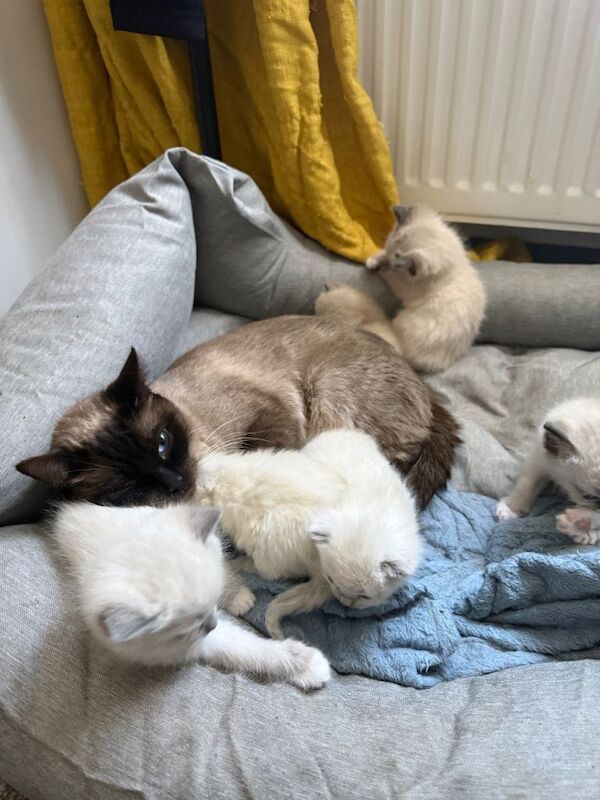 Beautiful ragdoll kittens for sale - Image 3 of 3