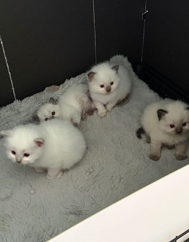 Beautiful ragdoll kittens for sale