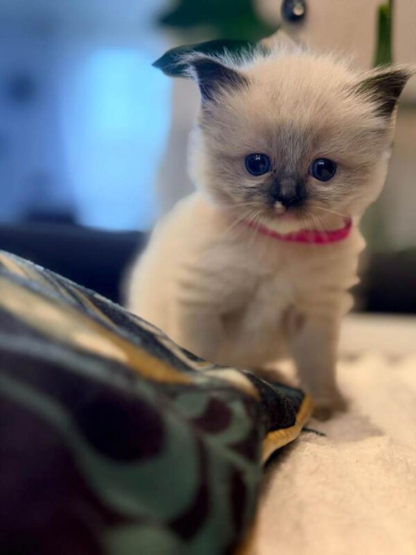 Beautiful Ragdoll Kittens For Sale
