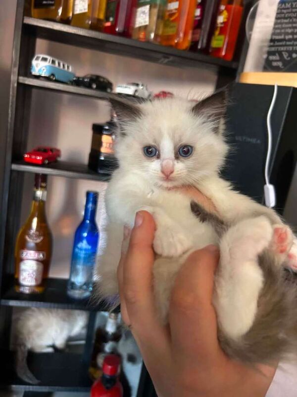 Beautiful Ragdoll Kittens For Sale - Image 2 of 6