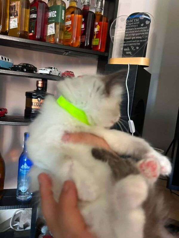 Beautiful Ragdoll Kittens For Sale - Image 3 of 6