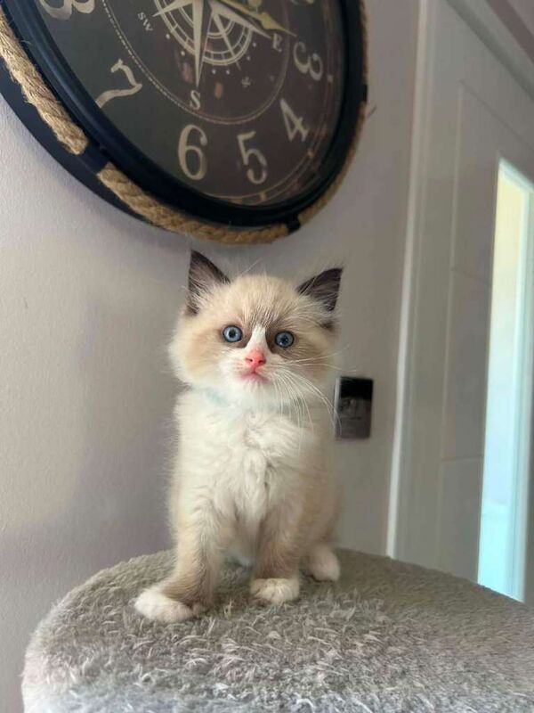 Beautiful Ragdoll Kittens For Sale - Image 4 of 6