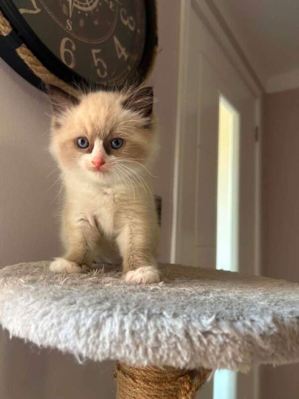 Beautiful Ragdoll Kittens For Sale - Image 5 of 6