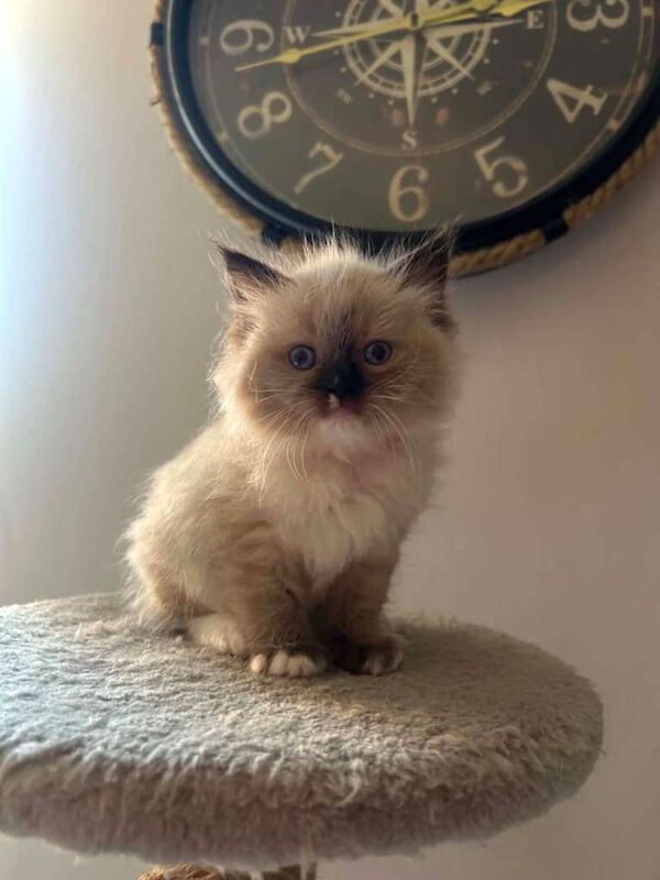 Beautiful Ragdoll Kittens For Sale - Image 6 of 6