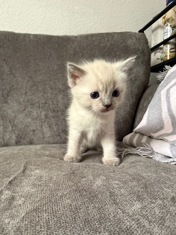 Beautiful ragdoll kittens for sale