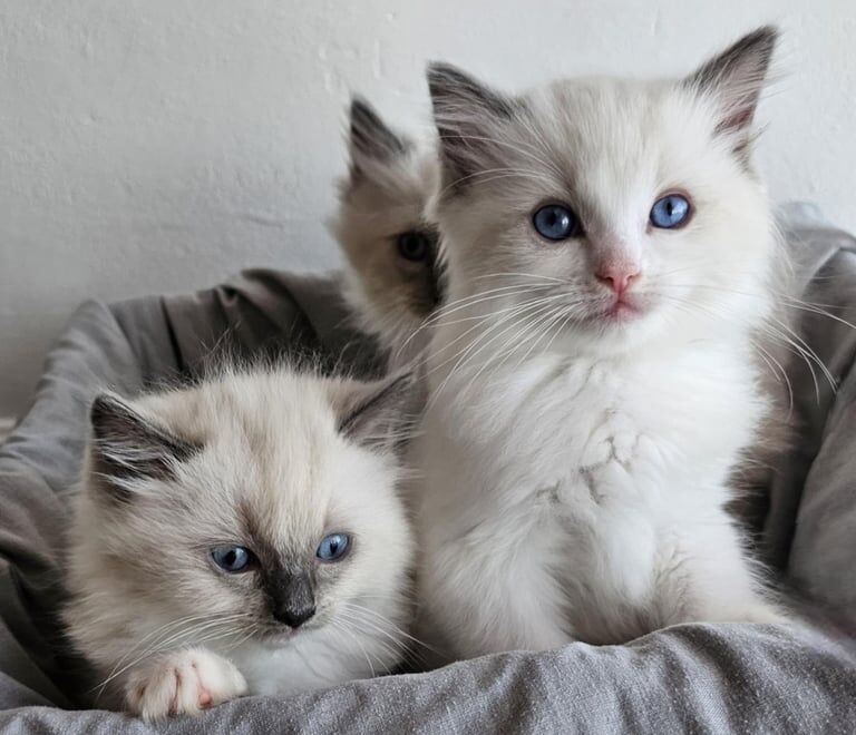 Ragdoll kittens for sale in Kingston upon Hull, East Riding of Yorkshire – 9 weeks old