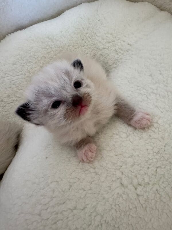 Beautiful Ragdoll Kittens in Manchester- Ready July for sale in Tyldesley, Greater Manchester