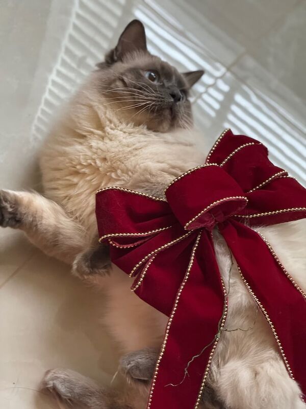 Beautiful Ragdoll Kittens in Manchester- Ready July for sale in Tyldesley, Greater Manchester | Image 2