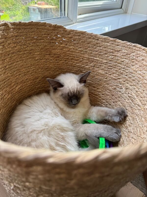 Beautiful Ragdoll Kittens in Manchester- Ready July for sale in Tyldesley, Greater Manchester | Image 3