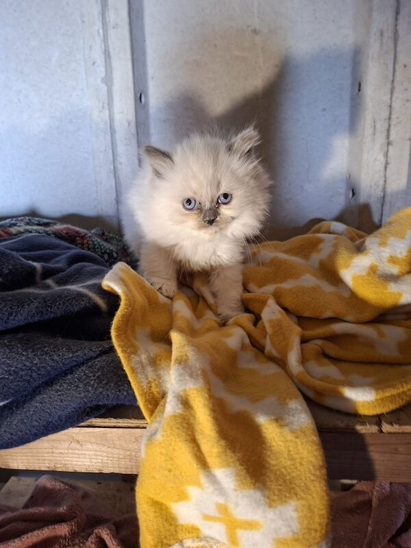 Beautiful Ragdoll kittens indoor homes